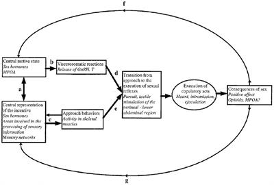 Modeling Human Sexual Motivation in Rodents: Some Caveats